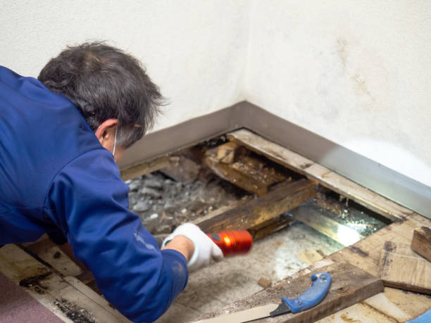 Best Health and Safety Mold Remediation in Glasgow, MO