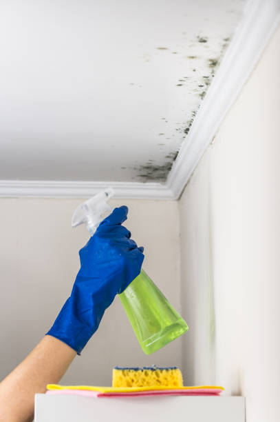 Best White Mold Remediation in Glasgow, MO