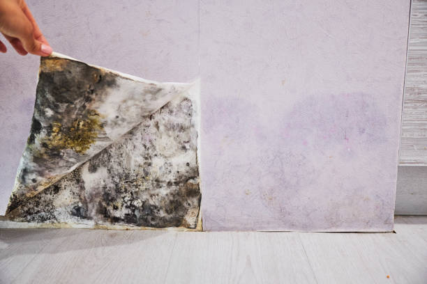 Best Localized Mold Remediation (e.g., coastal areas, humid climates) in Glasgow, MO